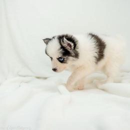 Moo Cow Pie - Black and white female Pomsky puppy in Spring City, Pennsylvania from Pomsky Power Puppies