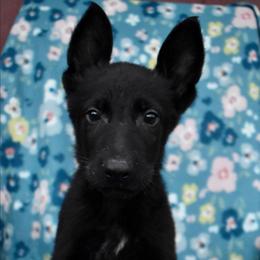 Black Boy - Black male German Shepherd puppy in Grants Pass, Oregon from Granville German Shepherds