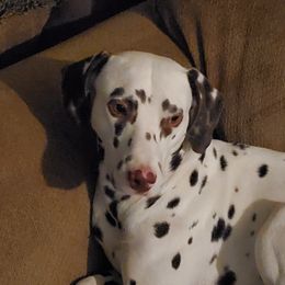Peanut - Dalmatian