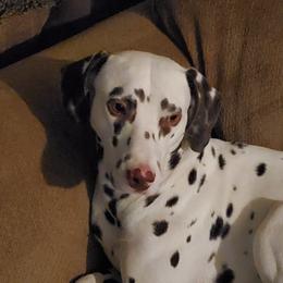Peanut - Dalmatian