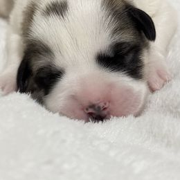 Nyx - White and badger male Great Pyrenees puppy in Tioga, Pennsylvania from Davis Pyrs of the Northern Tier