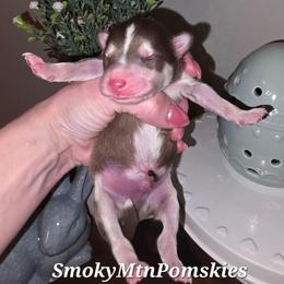 Helios - Chocolate male Pomsky puppy in Christiana, Tennessee from Smoky Mountain Pomskies