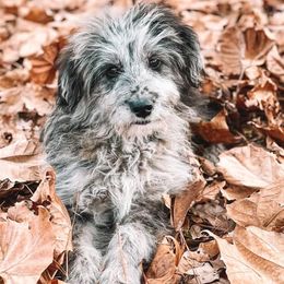 Aussiedoodles and Miniature Australian Shepherds from M&M Aussies and Doodles