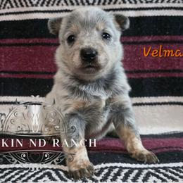 Velma - Blue female Australian Cattle Dog puppy in Silsbee, Texas from Rockin ND Ranch