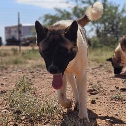 Sonora - Akita