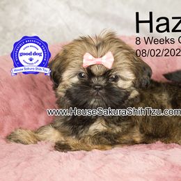 Hazel - Gold female Shih Tzu puppy in Muskogee, Oklahoma from House Sakura Shih Tzu