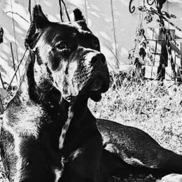 Cane Corso from TrinityForce Cane Corso