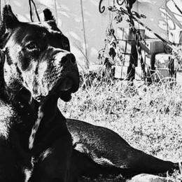 Cane Corso from TrinityForce Cane Corso