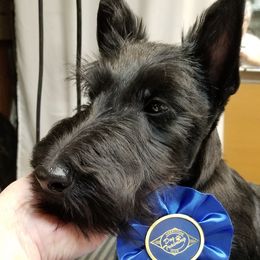 Scottish Terrier Puppies from Pam Straus's Scottish Terriers