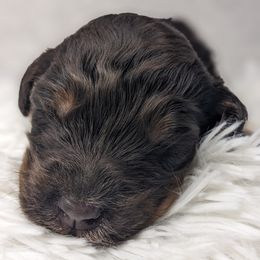 Simon - Phantom male Bernedoodle puppy in St. George, Utah from Southern Utah Doodles & Poodles