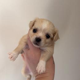 Lucas - Cream and white male Chihuahua puppy in Knowlton Township, New Jersey from Augenblick Kennels