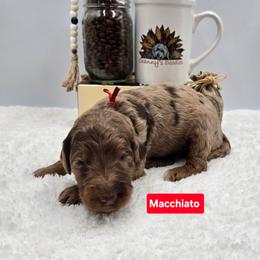 Macchiato - Merle male Goldendoodle puppy in Summerville, South Carolina from Channys Doodles