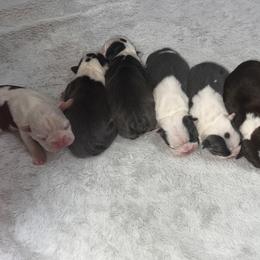 Boston Terrier Puppies from Toon’s Boston Terriers