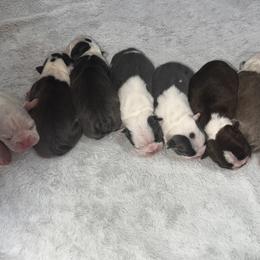 Boston Terrier Puppies from Toon’s Boston Terriers