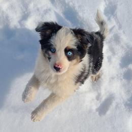 Mimo Lella - Blue merle male Toy Australian Shepherd puppy in Laconia, Indiana from Beasley Acres Aussies