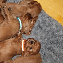 Cavalier King Charles Spaniel and Cavapoo Puppies from Country Life Cavaliers