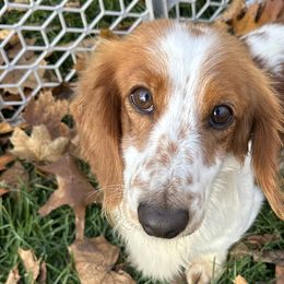 Dachshunds from jennelle johnson