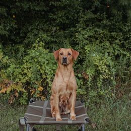Charlie - Labrador Retriever