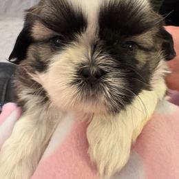 Girl Honey 1 - Gold and white female Shih Tzu puppy in Madras, Oregon from Maridee’s ShihTzu