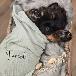 Forest - Sable male German Shepherd puppy in Tippecanoe, Indiana from Mächtiger Barkerheim