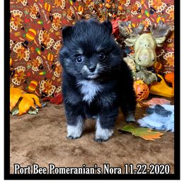Pomeranian Puppies from Port Bee Pomeranian’s