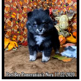 Pomeranian Puppies from Port Bee Pomeranian’s