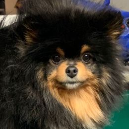 Nakita - Pomeranian