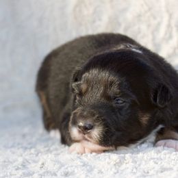 Hunter - Black tri male Miniature American Shepherd puppy in Stephenville, Texas from Diamond H Aussies
