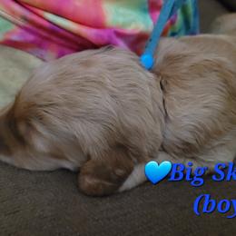 Goldendoodle Puppies from 3 Willows Goldendoodles