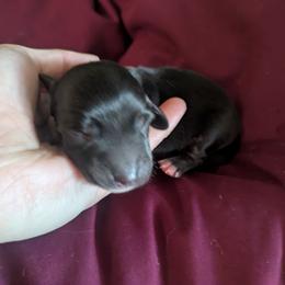 2 dark Blk.c brindle - Black and cream male Dachshund puppy in Central Point, Oregon from MRS Long Dog Ranch