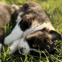 Australian Shepherd Puppies from White Silo Aussies