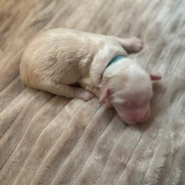 Maple - Caramel cream female Australian Labradoodle puppy in Caldwell, Idaho from Leila Pearson