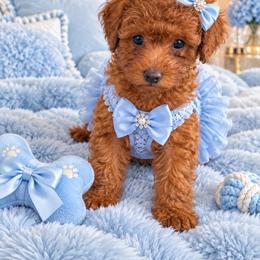 Aymar - Red  male Poodle puppy in Bryn Mawr, Pennsylvania from Main line furry friends