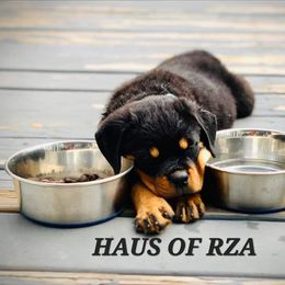 Rottweiler Puppies from HAUS OF RZA