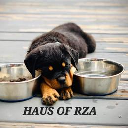 Rottweiler Puppies from HAUS OF RZA