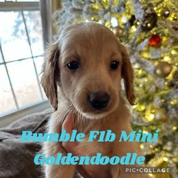 Bumble - Goldendoodle puppy in Missouri from B&C Goldendoodles