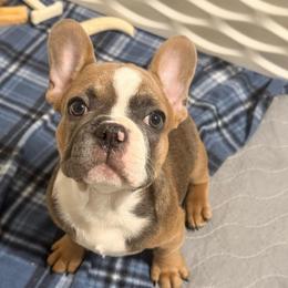Harvey Dent (two face from Batman) - Blue fawn male French Bulldog puppy in Spanaway, Washington from Frog Faced Frenchies