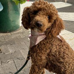 Dorma - Poodle