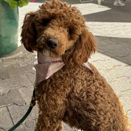 Dorma - Poodle