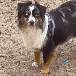 Maui - Australian Shepherd