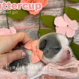 Buttercup - Blue female French Bulldog puppy in Loxahatchee, Florida from Blue Wonder Frenchies
