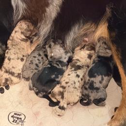 Enzo - Red merle male Miniature Australian Shepherd puppy in Bogata, Texas from Maple Creek Run