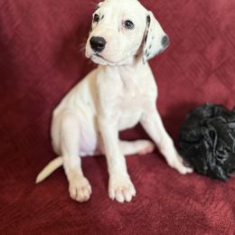 Beast - White and black male Dalmatian puppy in Tulsa, Oklahoma from White House Dals
