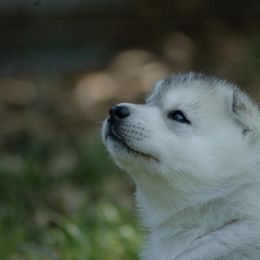 Siberian Husky Puppies from Shedenara Siberians