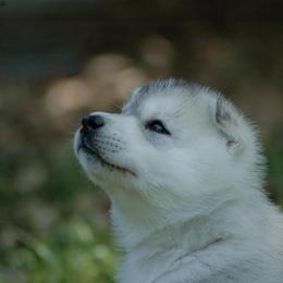 Siberian Husky Puppies from Shedenara Siberians
