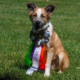 Border Collie All Grown Up from Eastwillow Border Collies