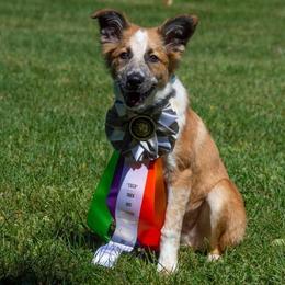 Border Collie All Grown Up from Eastwillow Border Collies