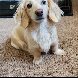 Lilly - Cream female Dachshund puppy in Alexandria, Kentucky from Turner's Bluegrass Wiener's