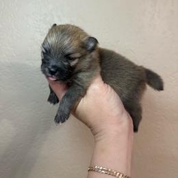 Nico - Orange male Pomeranian puppy in Phoenix, Arizona from Luxpomz