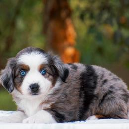 Maisie - Blue merle female Miniature American Shepherd puppy in Chocowinity, North Carolina from Foxtail Hollow